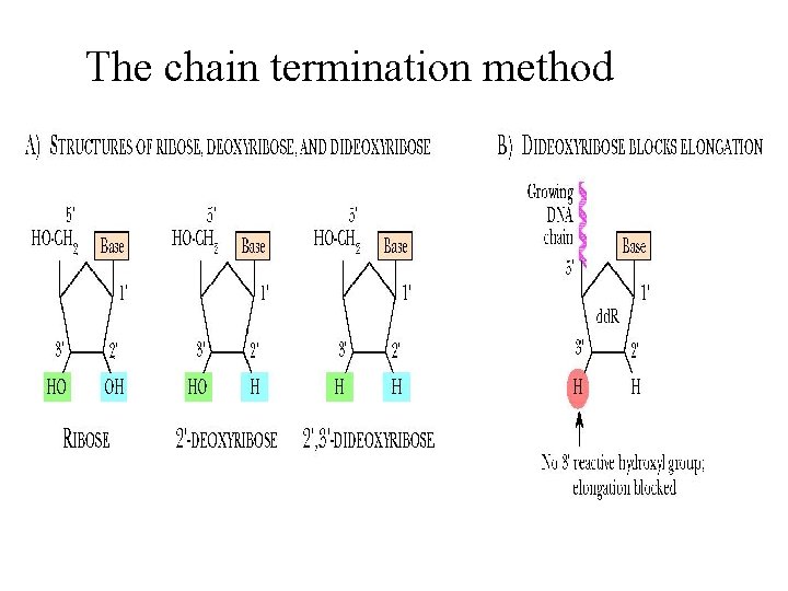 The chain termination method 