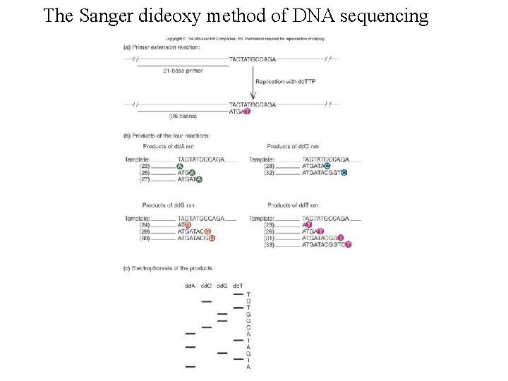 The Sanger dideoxy method of DNA sequencing 