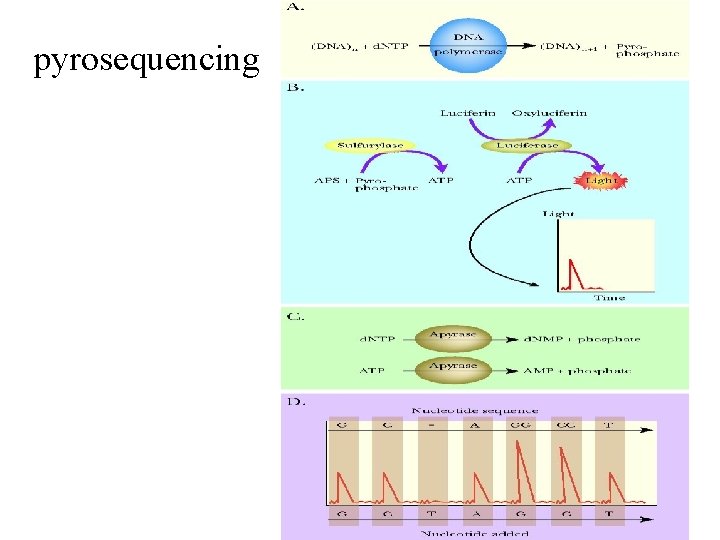 pyrosequencing 