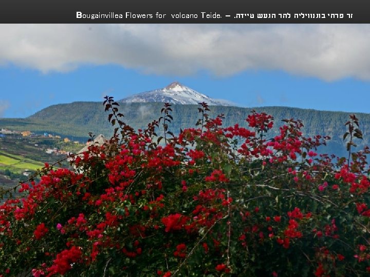 Bougainvillea Flowers for volcano Teide. –. זר פרחי בוגנוויליה להר הגעש טיידה 