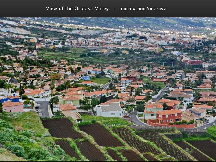 View of the Orotava Valley. -. תצפית על עמק אורוטבה 