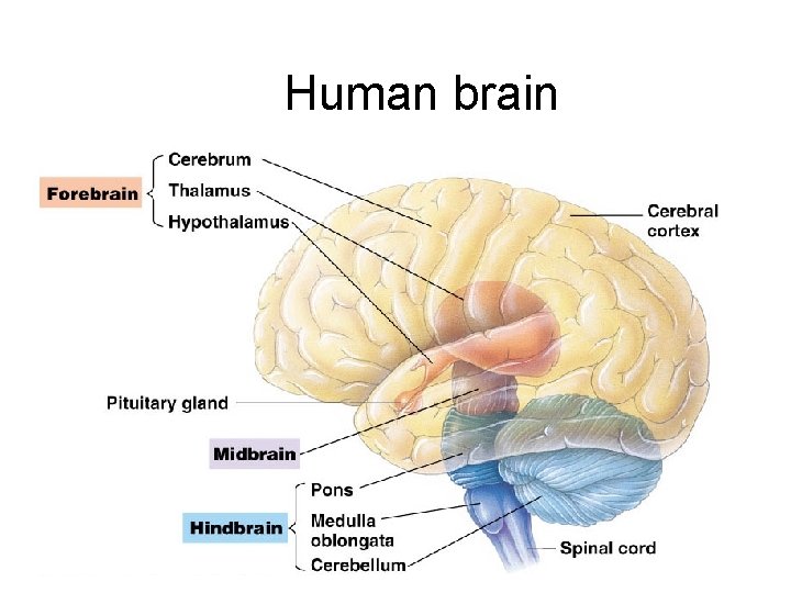 Human brain 2005 -2006 