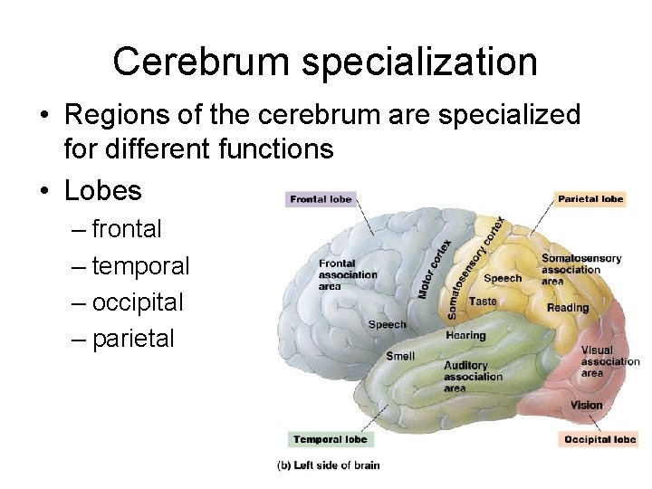 Cerebrum specialization • Regions of the cerebrum are specialized for different functions • Lobes