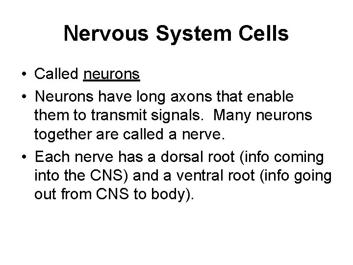 Nervous System Cells • Called neurons • Neurons have long axons that enable them