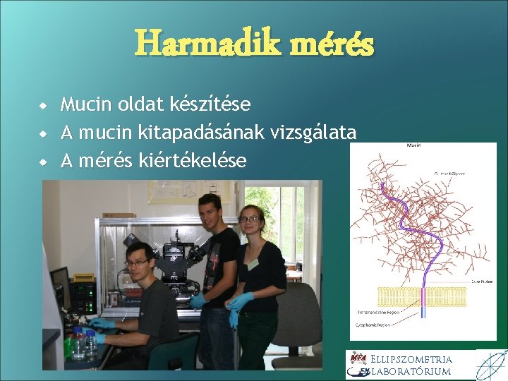 Harmadik mérés Mucin oldat készítése A mucin kitapadásának vizsgálata A mérés kiértékelése Ellipszometria laboratórium Harmadik mérés Mucin oldat készítése A mucin kitapadásának vizsgálata A mérés kiértékelése Ellipszometria laboratórium