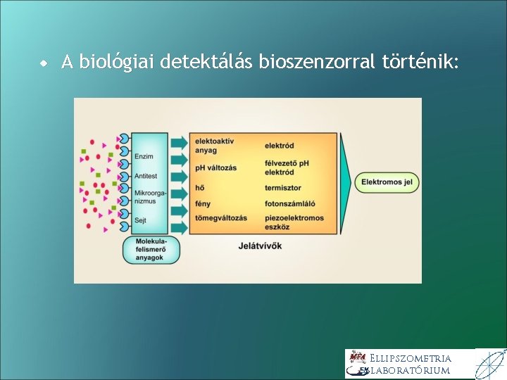 A biológiai detektálás bioszenzorral történik: Ellipszometria laboratórium A biológiai detektálás bioszenzorral történik: Ellipszometria laboratórium