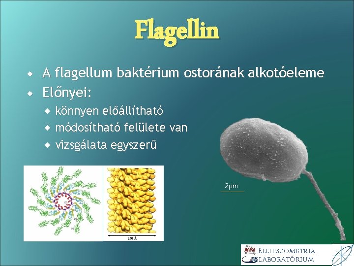 Flagellin A flagellum baktérium ostorának alkotóeleme Előnyei: könnyen előállítható módosítható felülete van vizsgálata egyszerű Flagellin A flagellum baktérium ostorának alkotóeleme Előnyei: könnyen előállítható módosítható felülete van vizsgálata egyszerű