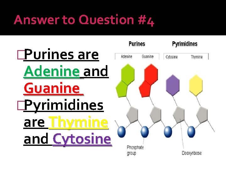 Answer to Question #4 �Purines are Adenine and Guanine �Pyrimidines are Thymine and Cytosine