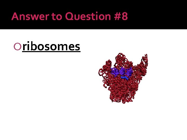 Answer to Question #8 ribosomes 