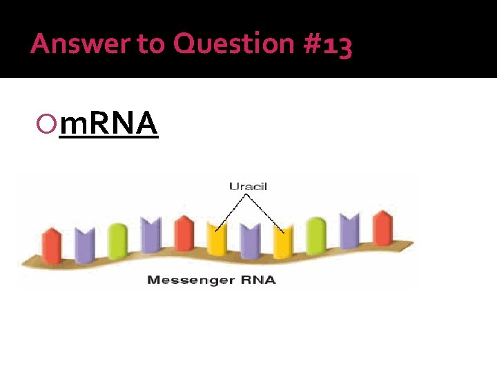 Answer to Question #13 m. RNA 