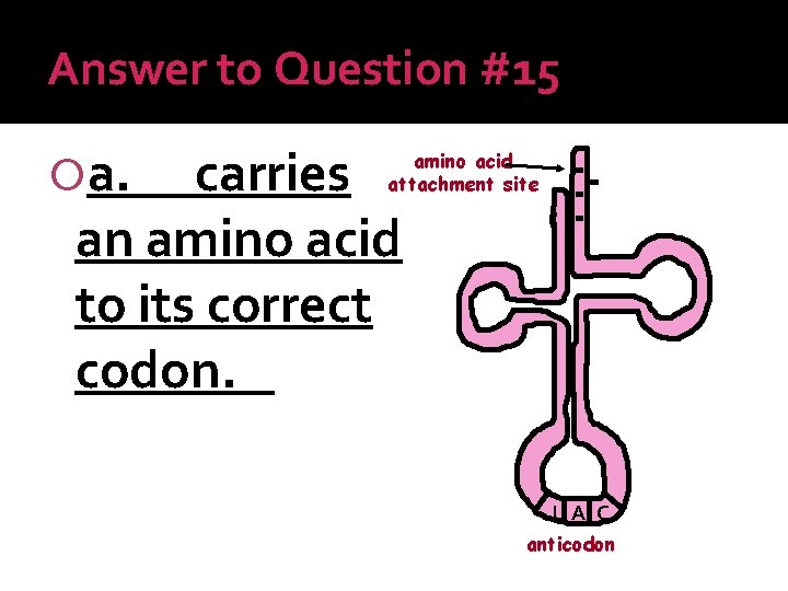 Answer to Question #15 a. carries an amino acid to its correct codon. amino