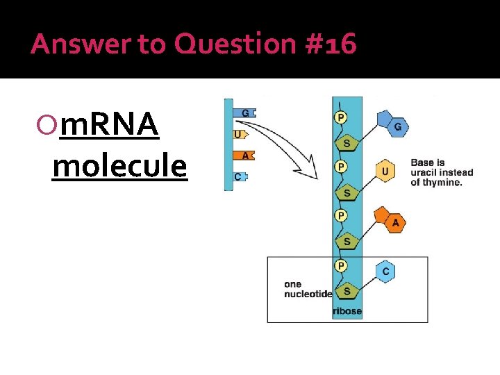 Answer to Question #16 m. RNA molecule 