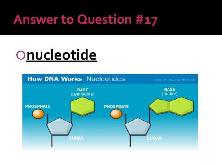 Answer to Question #17 nucleotide 