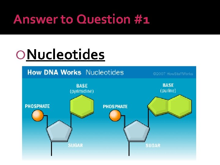 Answer to Question #1 Nucleotides 