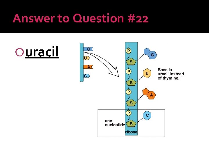 Answer to Question #22 uracil 