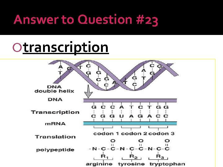 Answer to Question #23 transcription 