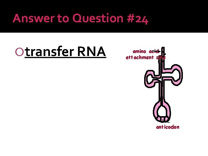 Answer to Question #24 transfer RNA amino acid attachment site UAC anticodon 