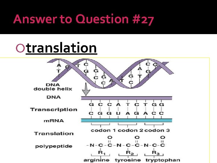 Answer to Question #27 translation 