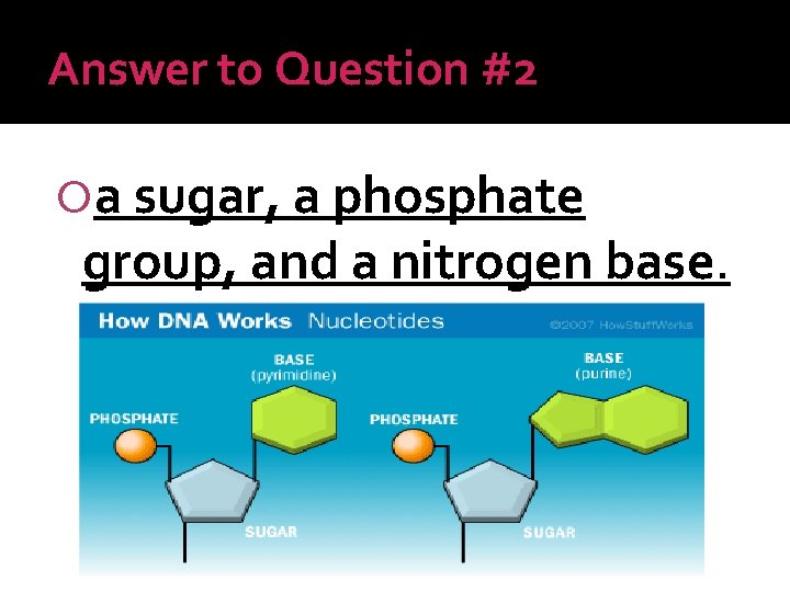 Answer to Question #2 a sugar, a phosphate group, and a nitrogen base. 