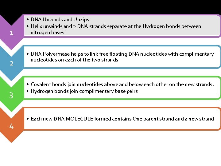 1 2 3 4 • DNA Unwinds and Unzips • Helix unwinds and 2