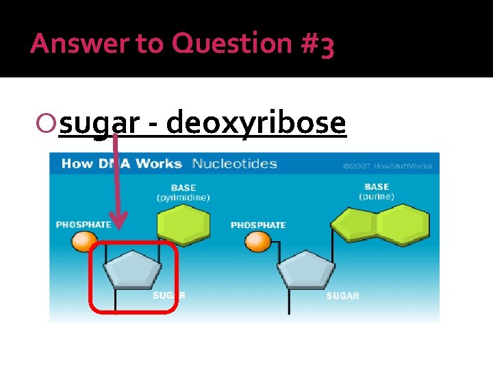 Answer to Question #3 sugar - deoxyribose 