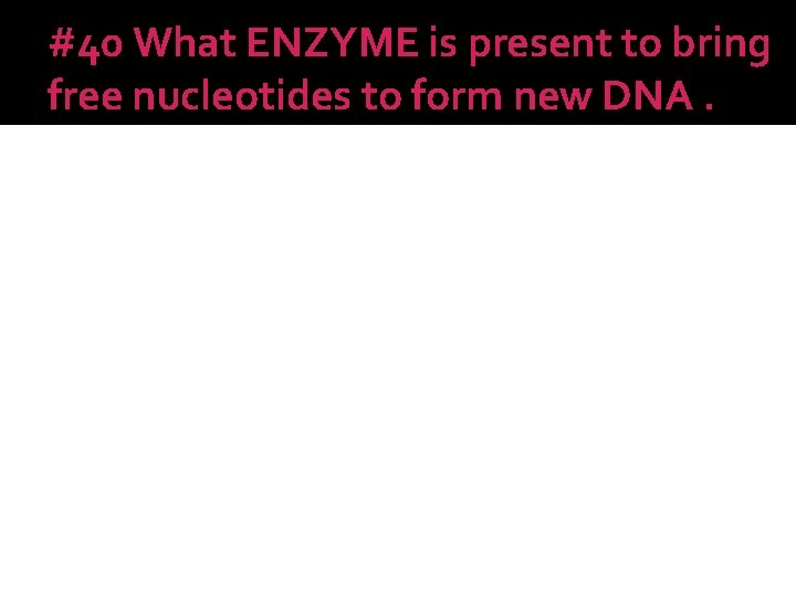 #40 What ENZYME is present to bring free nucleotides to form new DNA. 
