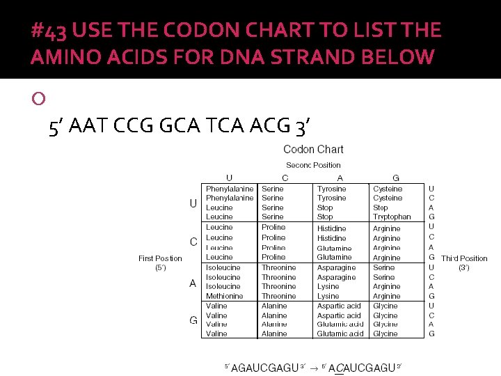 #43 USE THE CODON CHART TO LIST THE AMINO ACIDS FOR DNA STRAND BELOW