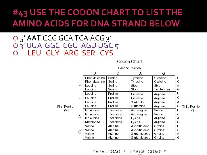 #43 USE THE CODON CHART TO LIST THE AMINO ACIDS FOR DNA STRAND BELOW