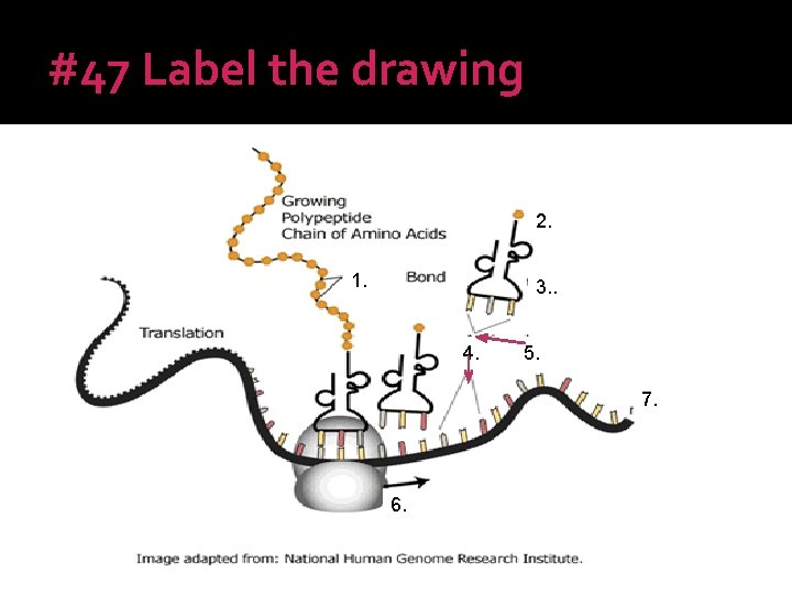 #47 Label the drawing 2. 1. 3. . 4. 5. 7. 6. 