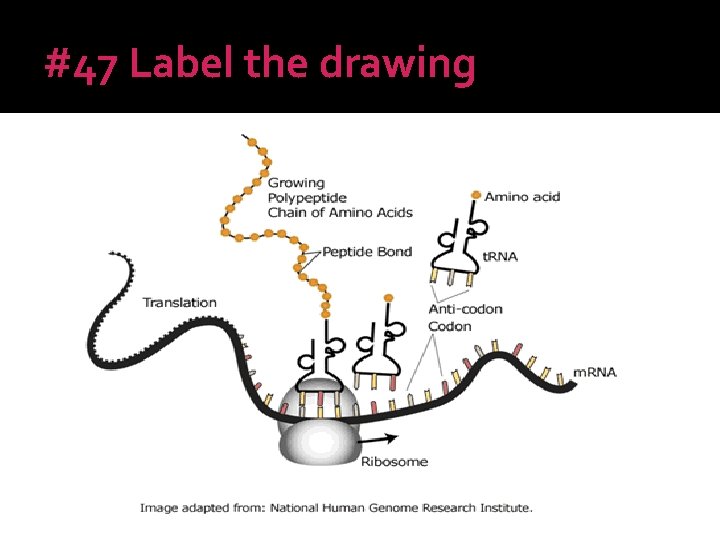 #47 Label the drawing 