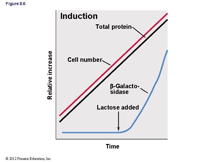 Figure 8. 6 Induction Relative increase Total protein Cell number -Galactosidase Lactose added Time