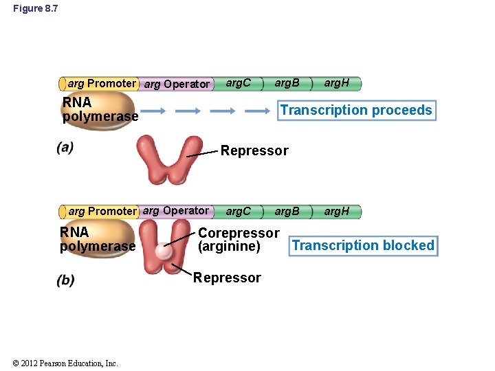 Figure 8. 7 arg Promoter arg Operator arg. C RNA polymerase arg. B arg.