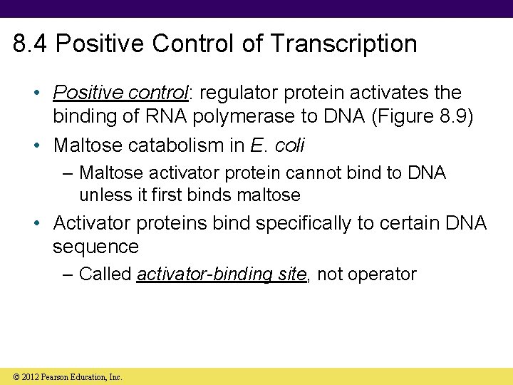 8. 4 Positive Control of Transcription • Positive control: regulator protein activates the binding