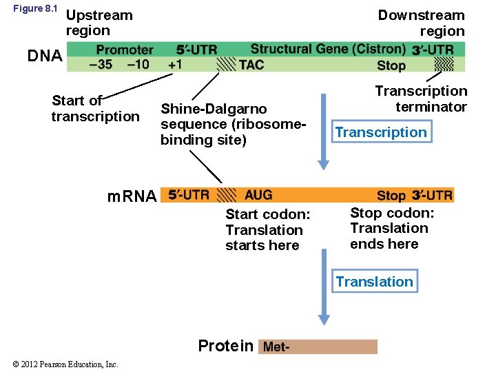 Figure 8. 1 Upstream region Downstream region DNA Start of transcription Shine-Dalgarno sequence (ribosomebinding