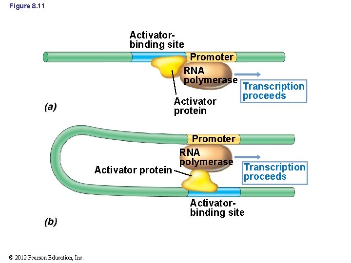 Figure 8. 11 Activatorbinding site Promoter RNA polymerase Activator protein Promoter RNA polymerase Transcription