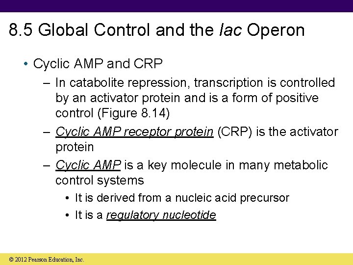 8. 5 Global Control and the lac Operon • Cyclic AMP and CRP –