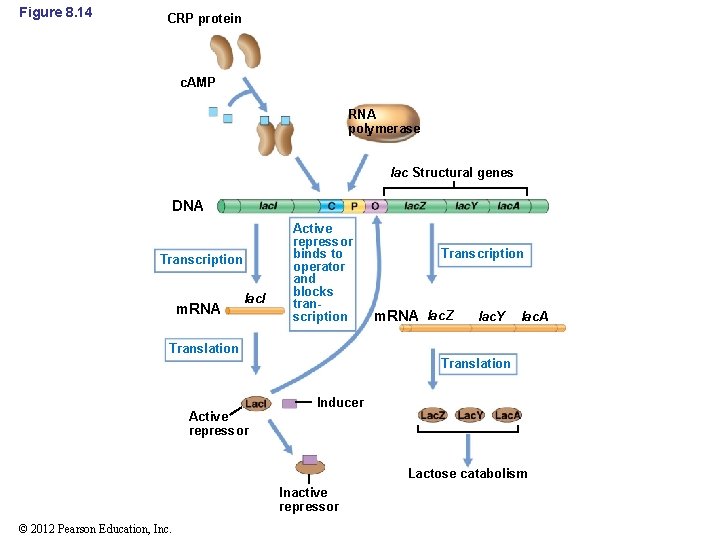 Figure 8. 14 CRP protein c. AMP RNA polymerase lac Structural genes DNA Transcription