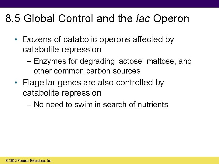 8. 5 Global Control and the lac Operon • Dozens of catabolic operons affected