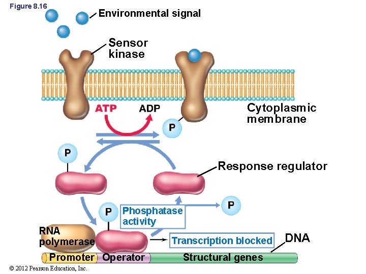 Figure 8. 16 Environmental signal Sensor kinase Cytoplasmic membrane Response regulator RNA polymerase Phosphatase