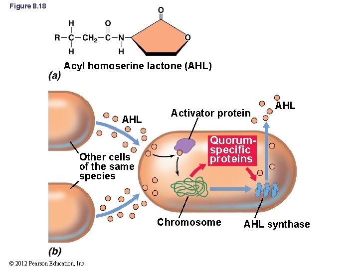 Figure 8. 18 Acyl homoserine lactone (AHL) AHL Other cells of the same species