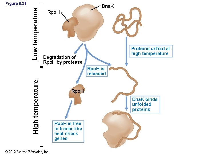 Low temperature Figure 8. 21 Dna. K Rpo. H Proteins unfold at high temperature