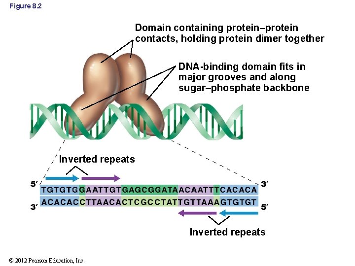 Figure 8. 2 Domain containing protein–protein contacts, holding protein dimer together DNA-binding domain fits