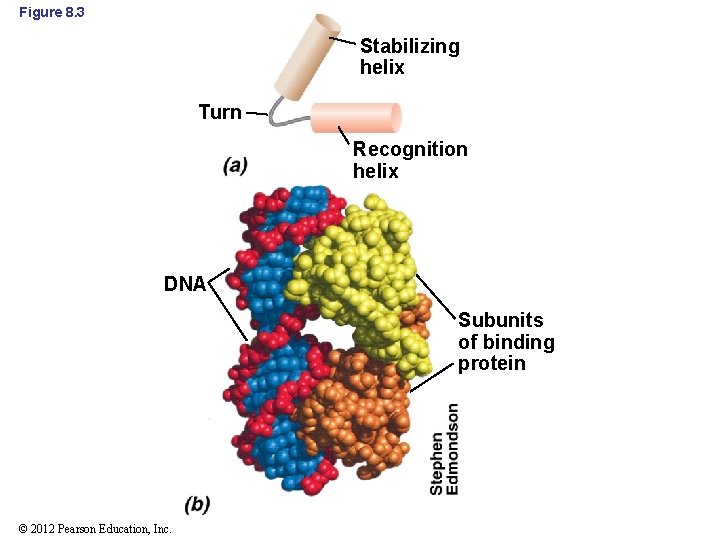 Figure 8. 3 Stabilizing helix Turn Recognition helix DNA Subunits of binding protein ©