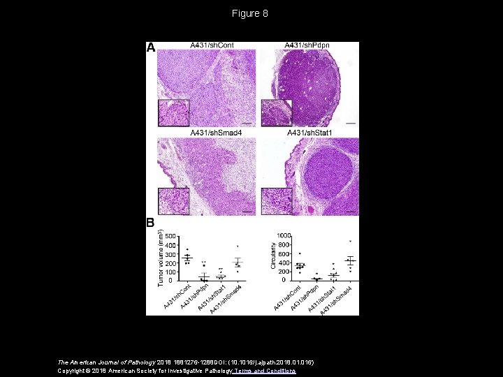 Figure 8 The American Journal of Pathology 2018 1881276 -1288 DOI: (10. 1016/j. ajpath.