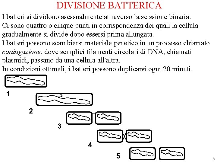 DIVISIONE BATTERICA I batteri si dividono asessualmente attraverso la scissione binaria. Ci sono quattro