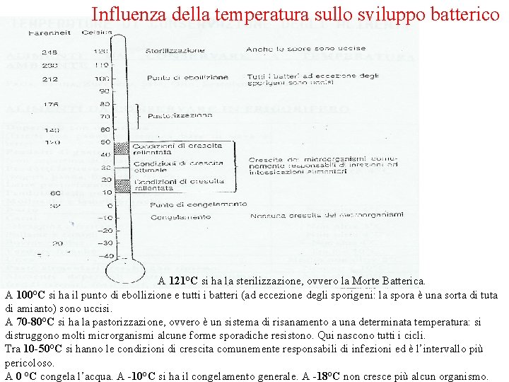 Influenza della temperatura sullo sviluppo batterico A 121°C si ha la sterilizzazione, ovvero la
