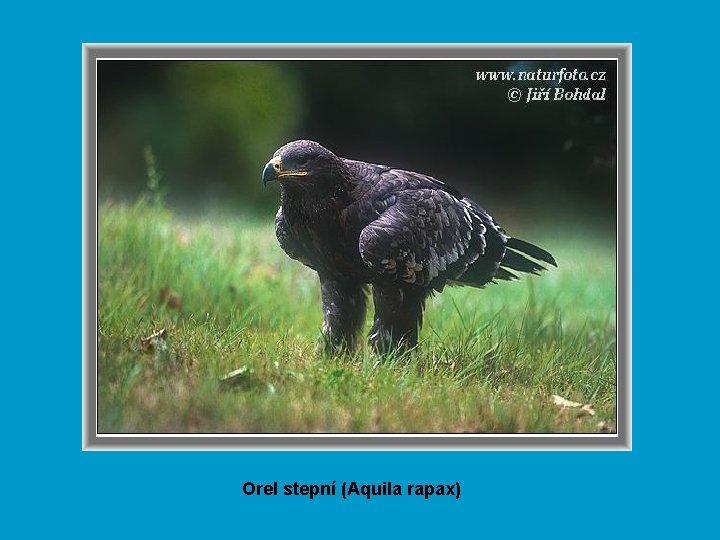 Orel stepní (Aquila rapax) 