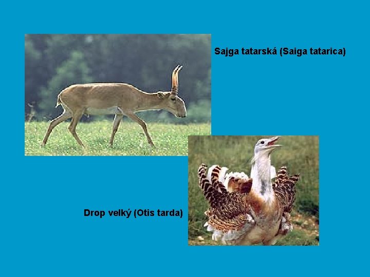 Sajga tatarská (Saiga tatarica) Drop velký (Otis tarda) 
