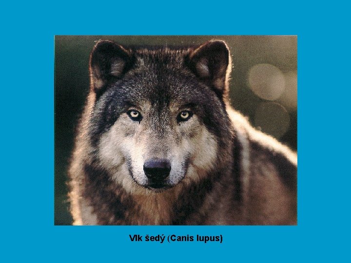 Vlk šedý (Canis lupus) 