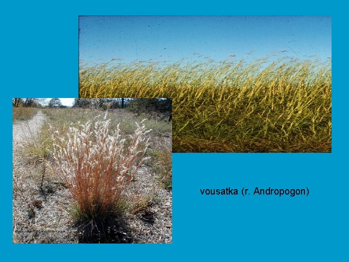 vousatka (r. Andropogon) 